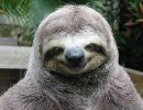 Sloth bradipo